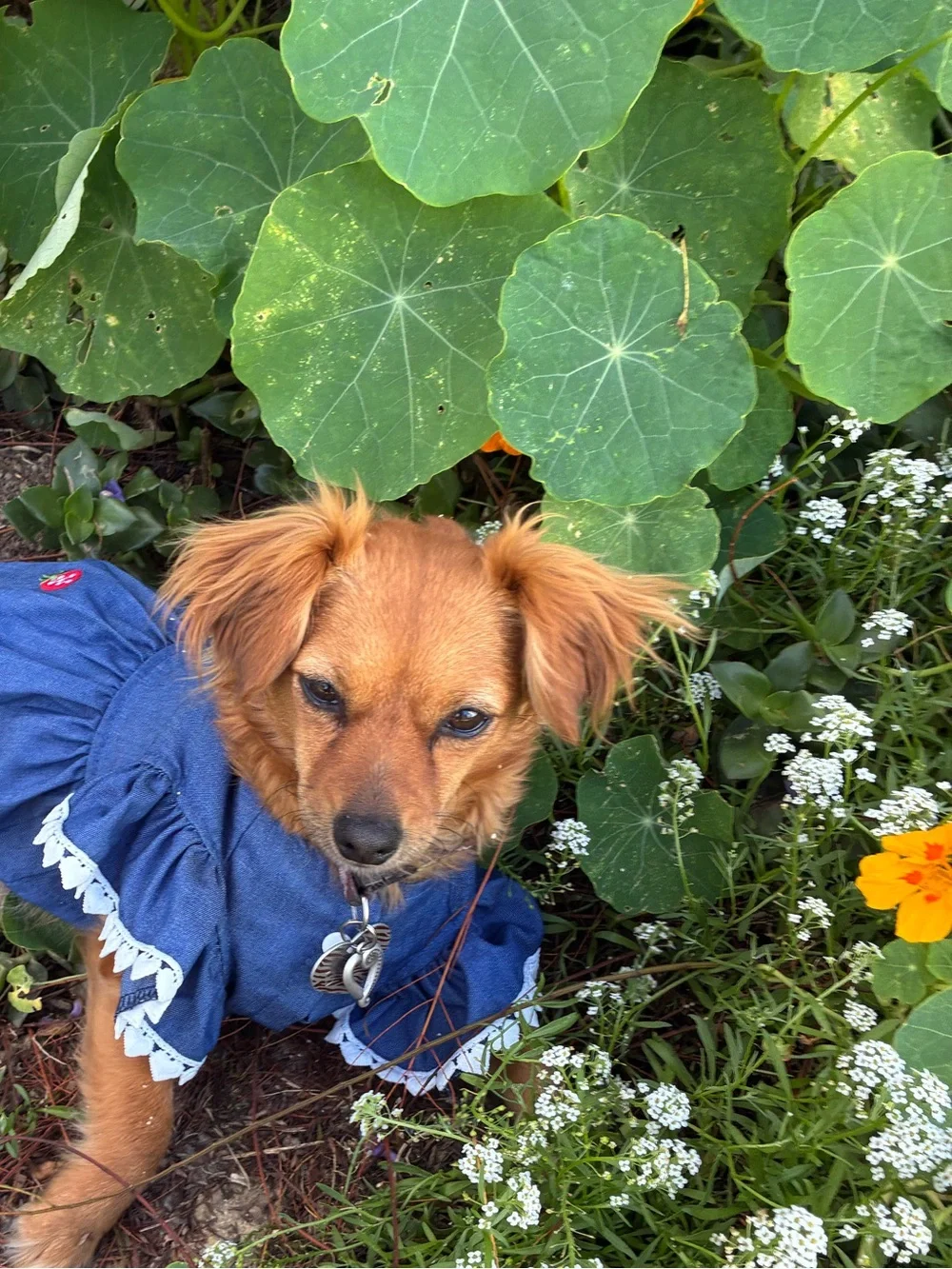 Small Dog Dress
